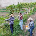 gestión laboral en el campo