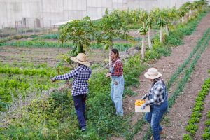 gestión laboral en el campo
